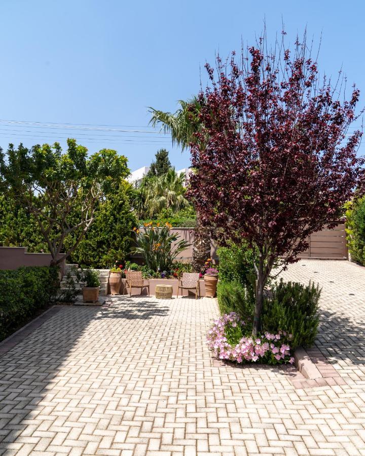 Olea *